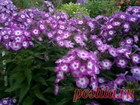 Флоксы разведение. - YouTube