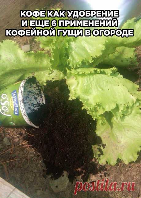 Кофе как удобрение и еще 6 применений кофейной гущи в огороде