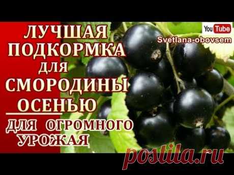 ОБЯЗАТЕЛЬНО УДОБРИТЕ ЭТИМ ЧЕРНУЮ СМОРОДИНУ ОСЕНЬЮ. УРОЖАЙ БУДЕТ ОГРОМНЫЙ..ПРОВЕРЕННЫЙ СПОСОБ..