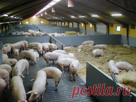 СВИНЬИ В СВИНАРНИКЕ.
