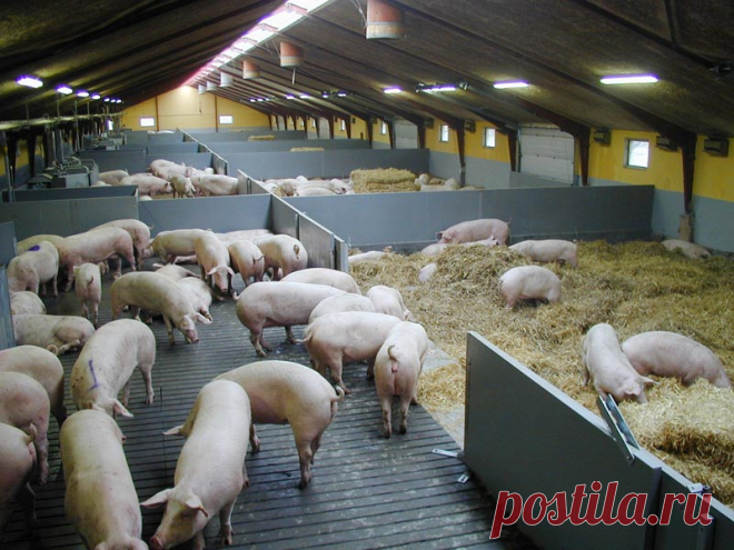 СВИНЬИ В СВИНАРНИКЕ.