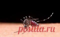 Какие растения помогут туристам и грибникам противостоять атакам комаров? | Растения