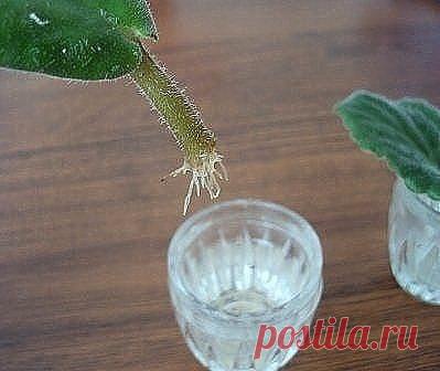 Частые ошибки при размножении фиалок листом