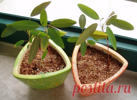 Это растение танцует на вашем подоконнике! | Книга растений | Дзен