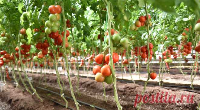 Сад, огород, участок и дом - как обустроить. Все для вашего сада и огорода, участка и дома.