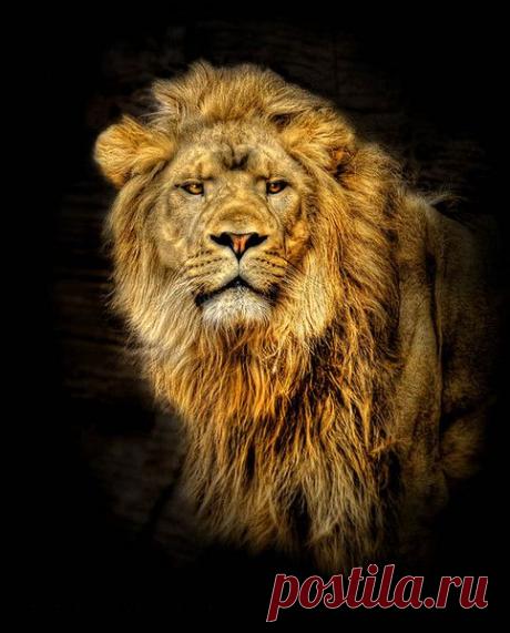 Фото Без названия. Альбом ЦАРЬ ЗВЕРЕЙ - 50 фото. Фотографии ⊰✿⊱ ОЛЬГА ⊰✿⊱.