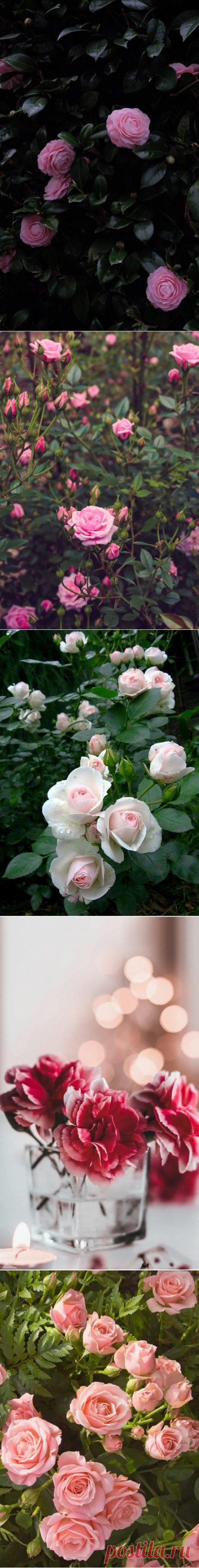 Pinterest