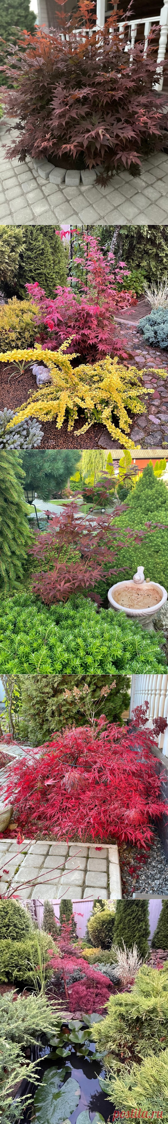 Веерные японские клены — модная новинка для сада. О сортах и выращивании кленов рассказывает садовод Ольга Молчанова | Маленький сад на краю Вселенной | Яндекс Дзен