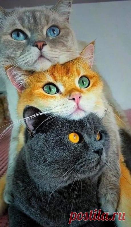 Кошки - это кошки