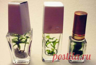 http://aquariumistika.mirtesen.ru/blog/43438391839