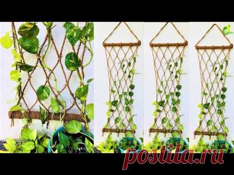 money plant/ money plant growing style/money plant wall decor/organic garden