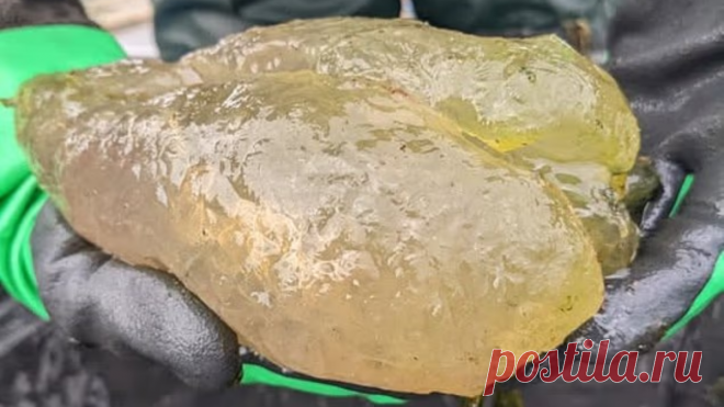 «Мутантный мозг»: странное существо найдено в водоемах США