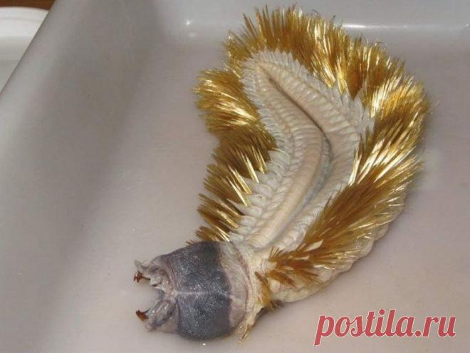 Что за зверь такой — антарктическая полихета?