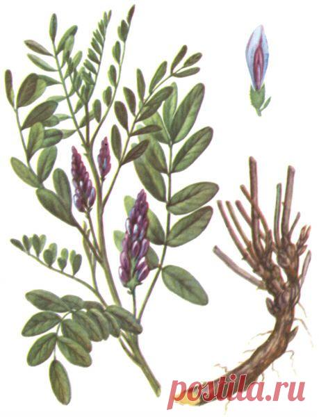 Корень солодки от кашля: