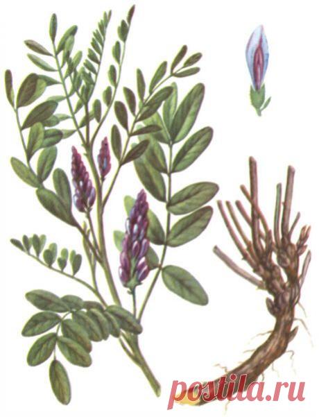 Корень солодки от кашля: