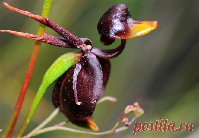 Орхидея Калеана – летящая уточка Ученые-ботаники, изучавшие Калеану, сделали вывод: необычный внешний вид цветка имеет определенную причину – верхняя часть цветка напоминает по очертаниям насекомых-пилильщиков, которые, собственно, и занимаются опылением «Летящих Уточек».