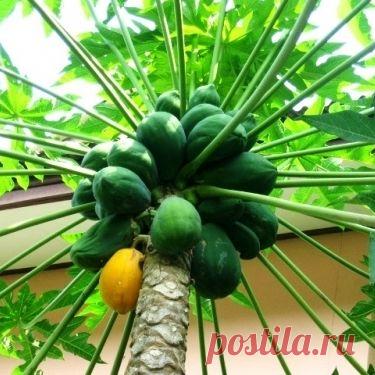 [1554] Папайя в домашних условиях: стоит ли пытаться? | Домашние растения | Garden Star - информационный портал