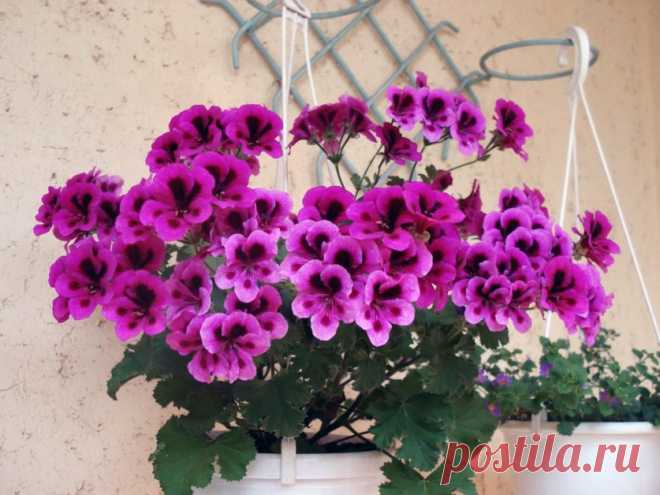 Обрезка герани для пышного цветения — Делимся советами