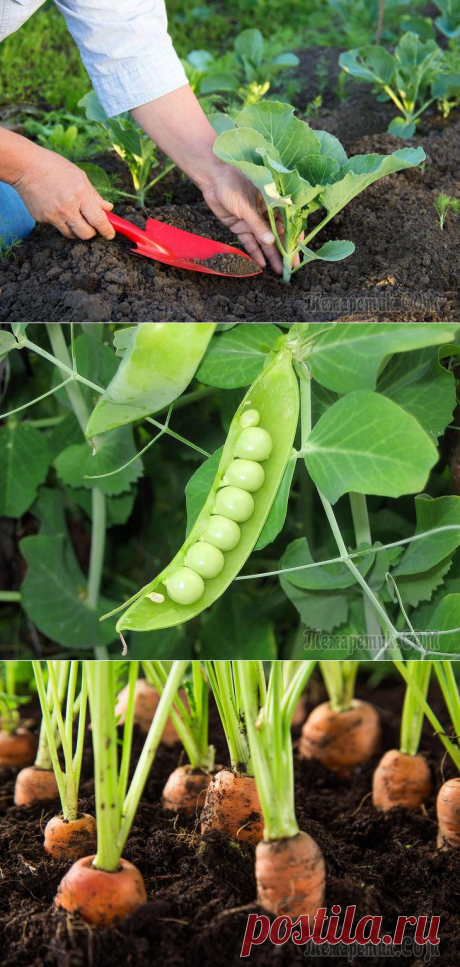 7 пар растений, которые нельзя выращивать рядом
