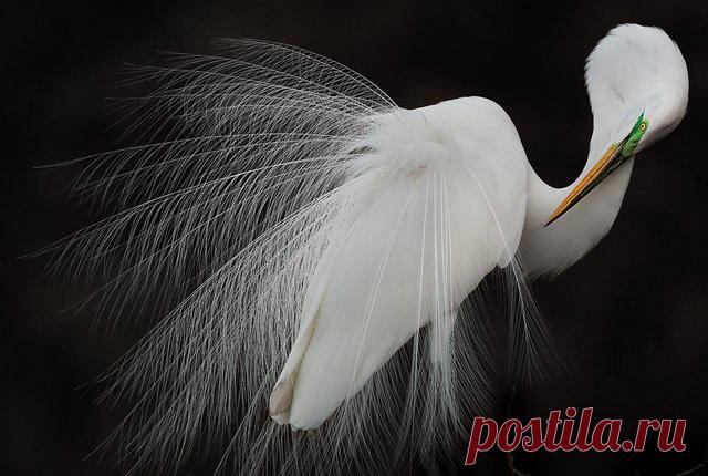 FFUN — Фотографии-призеры премии Audubon Photography Awards. Тематика: птицы