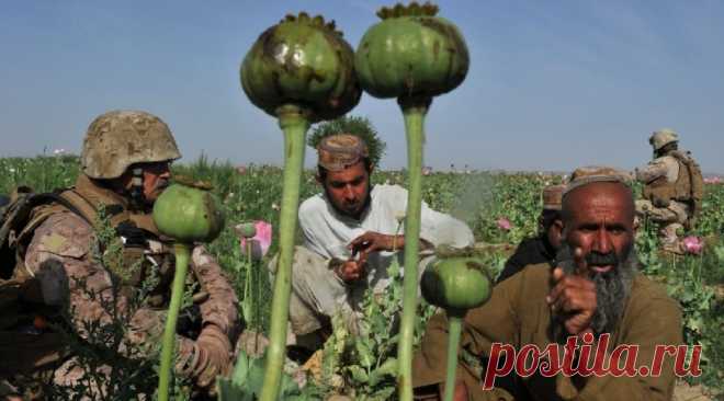 Как США способствуют росту производства наркотиков в Афганистане | Новости в России и мире