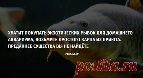 Двадцаточка новых анекдотов 03-10-2018 41720 . Чёрт побери