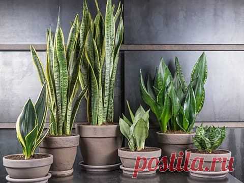 ТОП 10 самых полезных комнатных растений