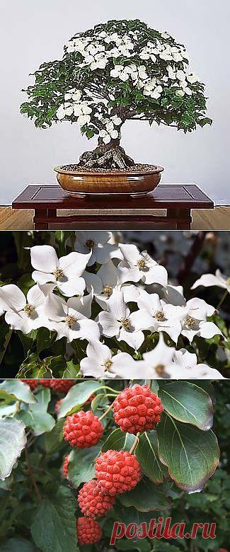 Cornus KOUSA var CHINENSIS - Интернет-магазин - Адениум дома: от семян до растений. Выращивание и уход.
