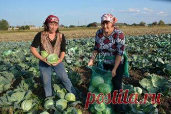 Евлампий Зимоуказатель: традиции, работы в саду Какие работы выполнить на участке 23 октября в День святого Евлампия. История, славянские традиции и обряды праздника, как использовали лучину на Руси