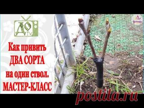 ПРИВИВКА плодовых деревьев. Как привить ДВА СОРТА на ОДИН СТВОЛ. Мастер-класс - YouTube