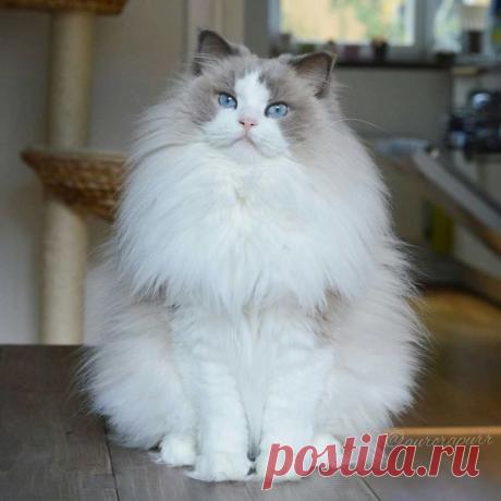 Самая красивая кошка в мире, умная и преданная как собака
