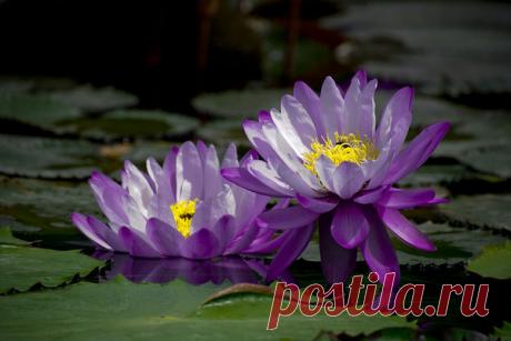 Фото Без названия. Альбом Кувшинки и Лотосы - 117 фото. Фотографии Ольга Дудина.