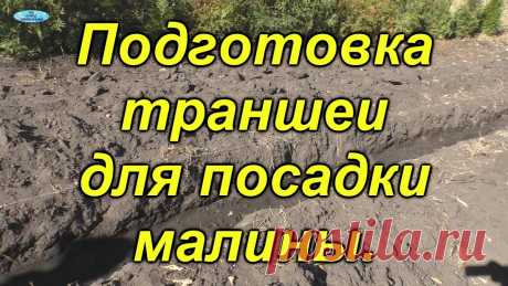 Малина. Правильная подготовка траншеи для посадки.