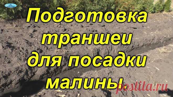 Малина. Правильная подготовка траншеи для посадки.