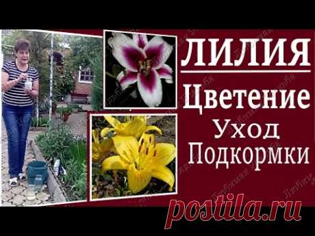 Уход за лилиями весной.  Чем подкормить лилии.