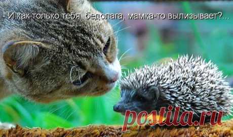 Животные не могут высказать свое мнение. Нам кажется, что мы могли бы быть теми, кто представляет их интересы - Ривер Феникс