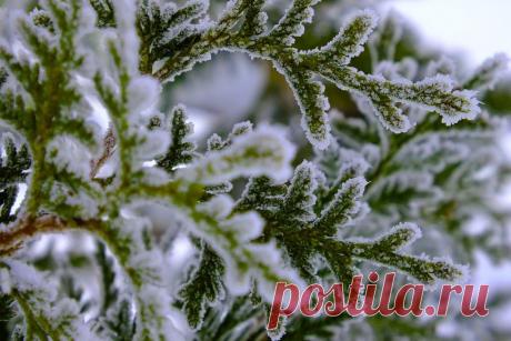 ФОТОМАСТЕРСКАЯ ПРИРОДЫ
Светлана Степина