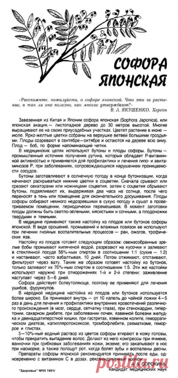 Соыора японская