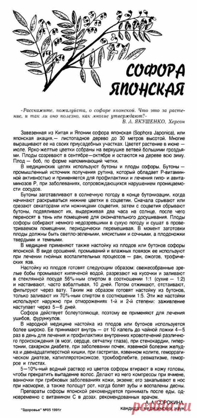 Соыора японская