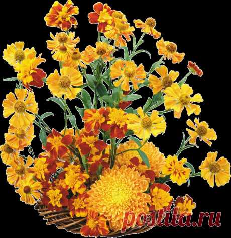 ОСЕННИЕ ЦВЕТЫ ... .