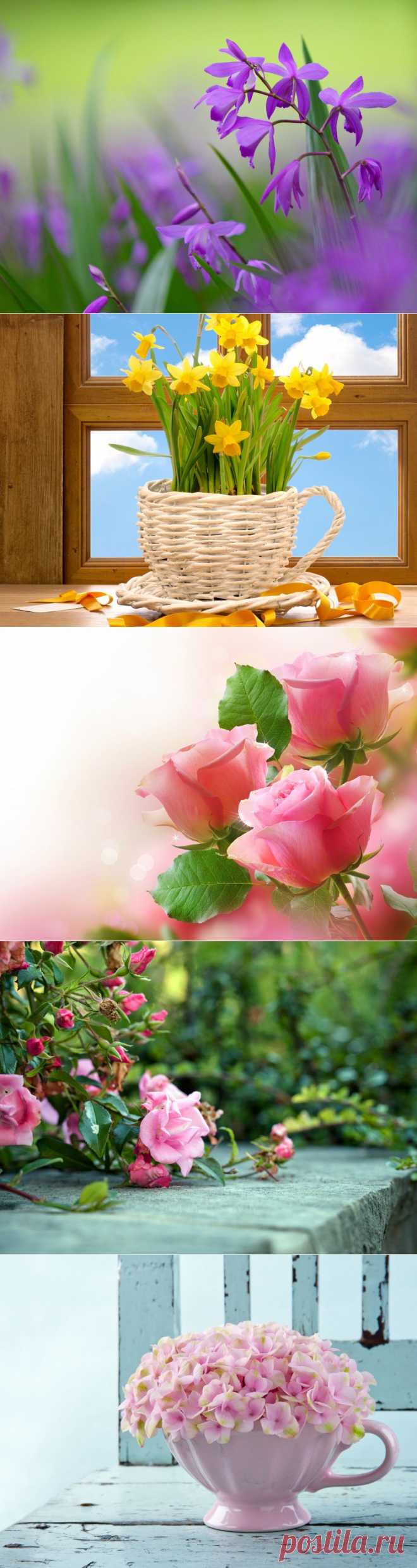 Обои для рабочего стола. Цветы..