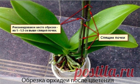 ПРАВИЛЬНО обрезаем орхидею после цветения.