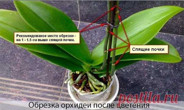 ПРАВИЛЬНО обрезаем орхидею после цветения.