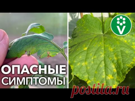 ЭТО САМЫЕ ЧАСТЫЕ БОЛЕЗНИ ТОМАТОВ И ОГУРЦОВ В ИЮНЕ-ИЮЛЕ. Отвечаем на вопросы зрителей