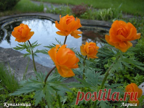 Красотой своей он душу полонил,
Чудо – действием навек соединил
Золотым простором леса и лугов,
Здесь земля моих прадедов и отцов.