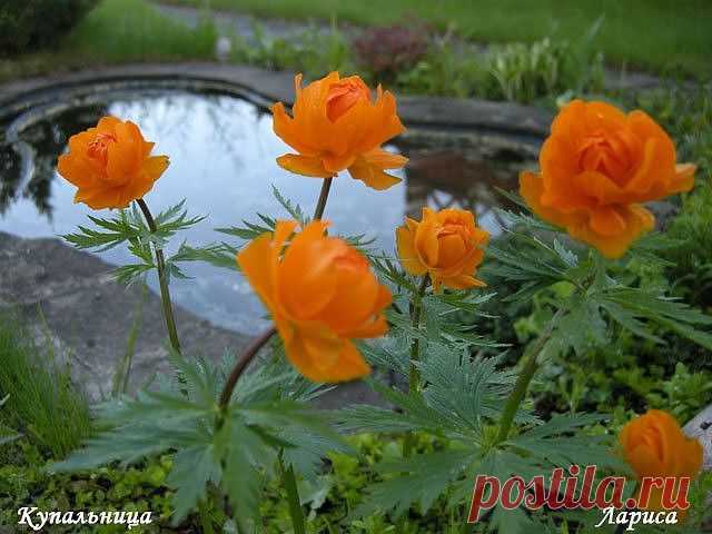 Красотой своей он душу полонил,
Чудо – действием навек соединил
Золотым простором леса и лугов,
Здесь земля моих прадедов и отцов.