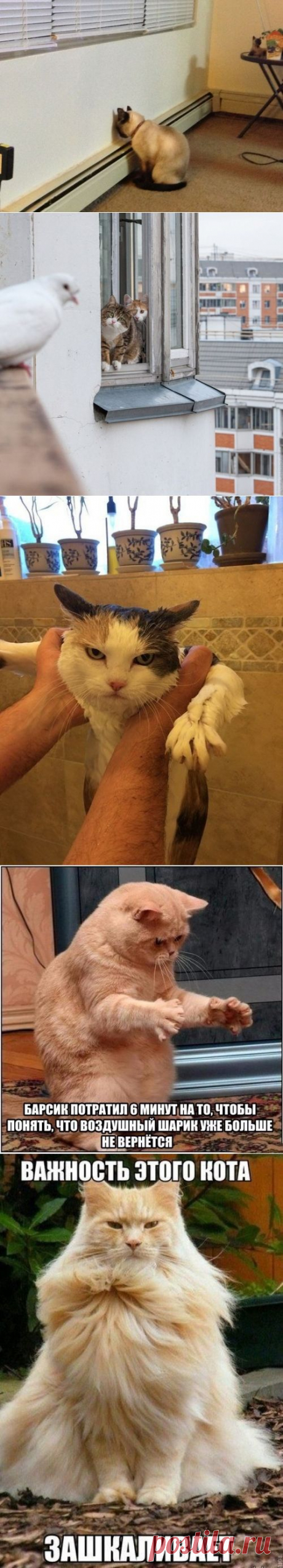 котики Поиск