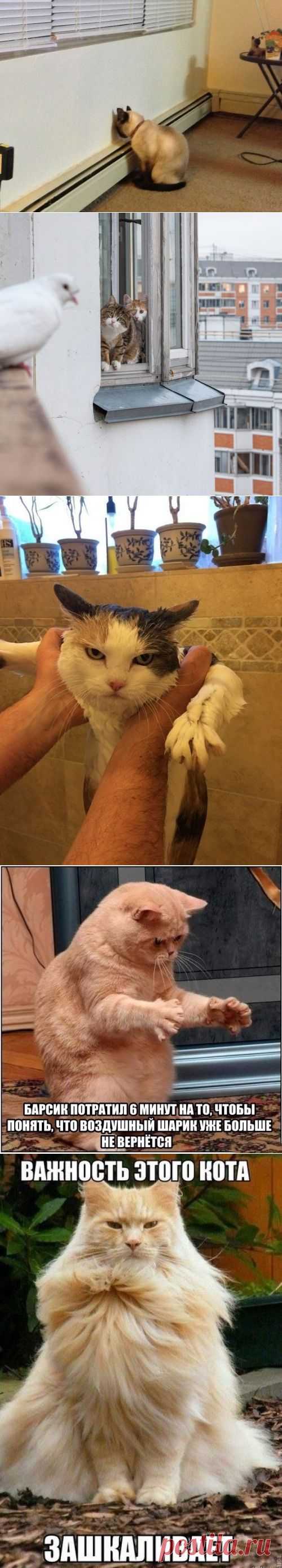 котики Поиск