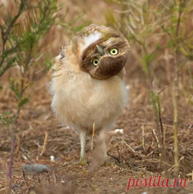 хх