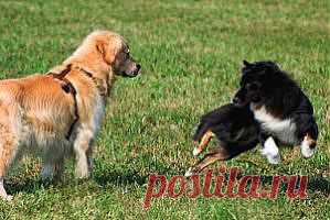 Клички для собак мальчиков | Animal.ru